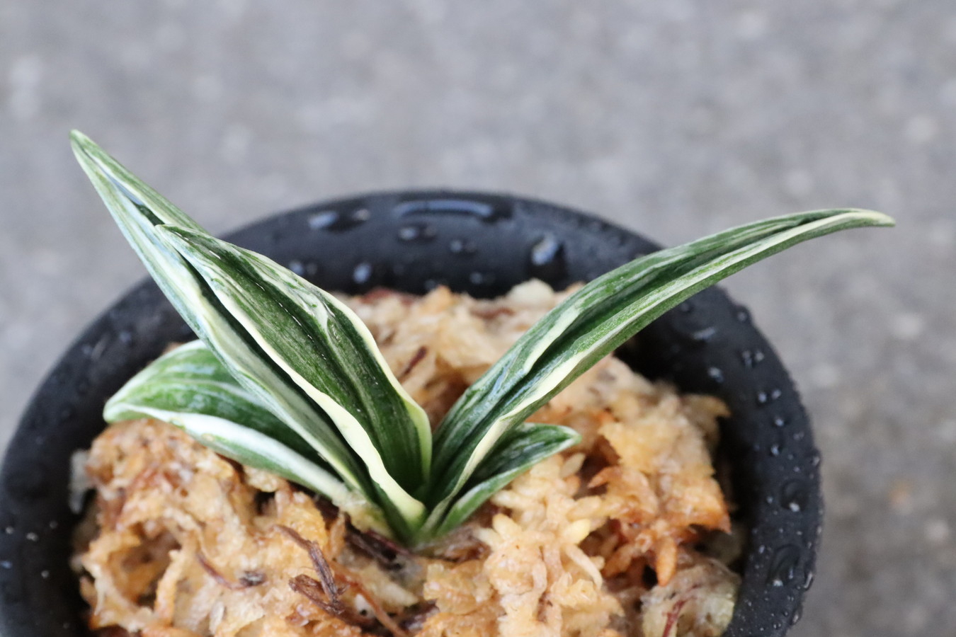 8191,双天(そうてん)　特上系統　特上覆輪　【はきずはきれ特価！】　※春から秋は生長期なので姿は変わっていきます