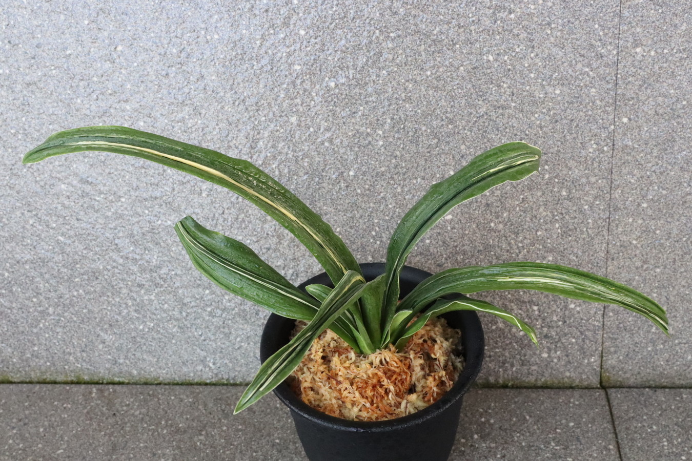 6650,リの101 実績：清鑑、奥義、文楽、独歩　元縞、現場青か？縞出てきそう　リ101　【はきずはきれ多い大特価】※春から秋は生長期なので姿は変わっていきます