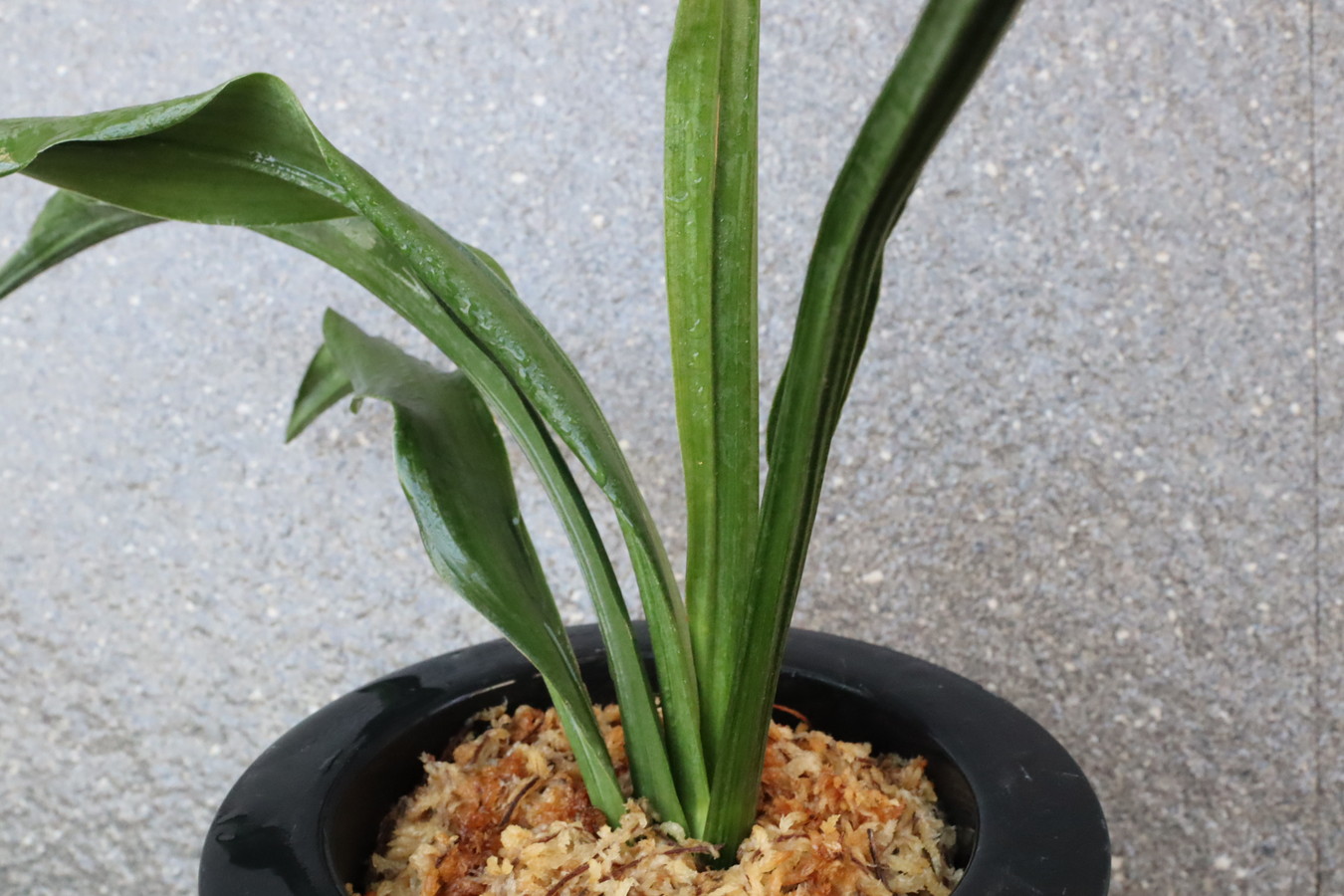 7312,珍奇長寿　来歴、数不明　【はきずはきれとても多い特価！】※春から秋は生長期なので姿は変わっていきます