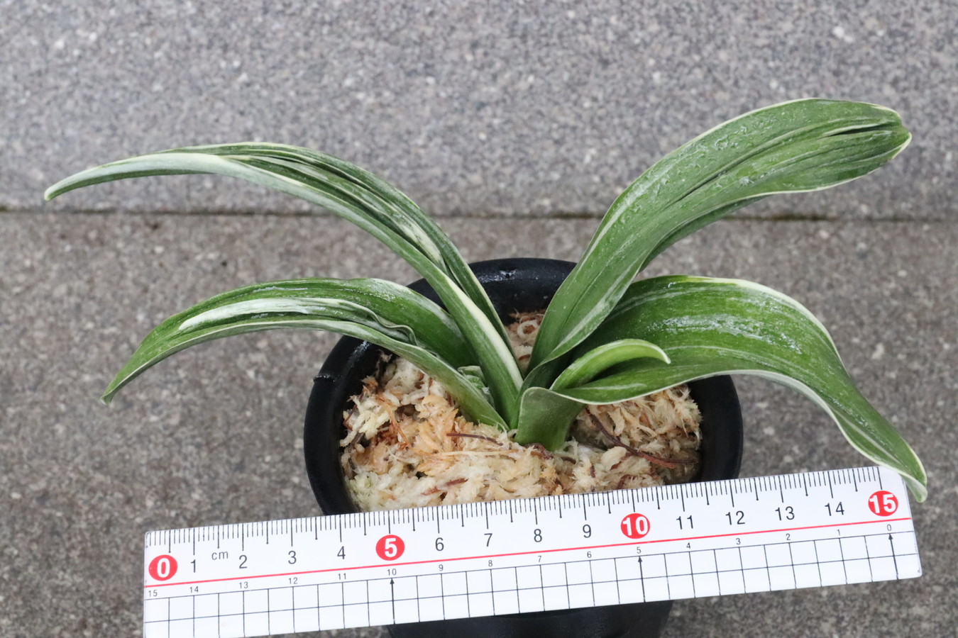 8287,BC級品　新生殿(しんせいでん)　【はきずはきれ大特価！】※春から秋は生長期なので姿は変わっていきます