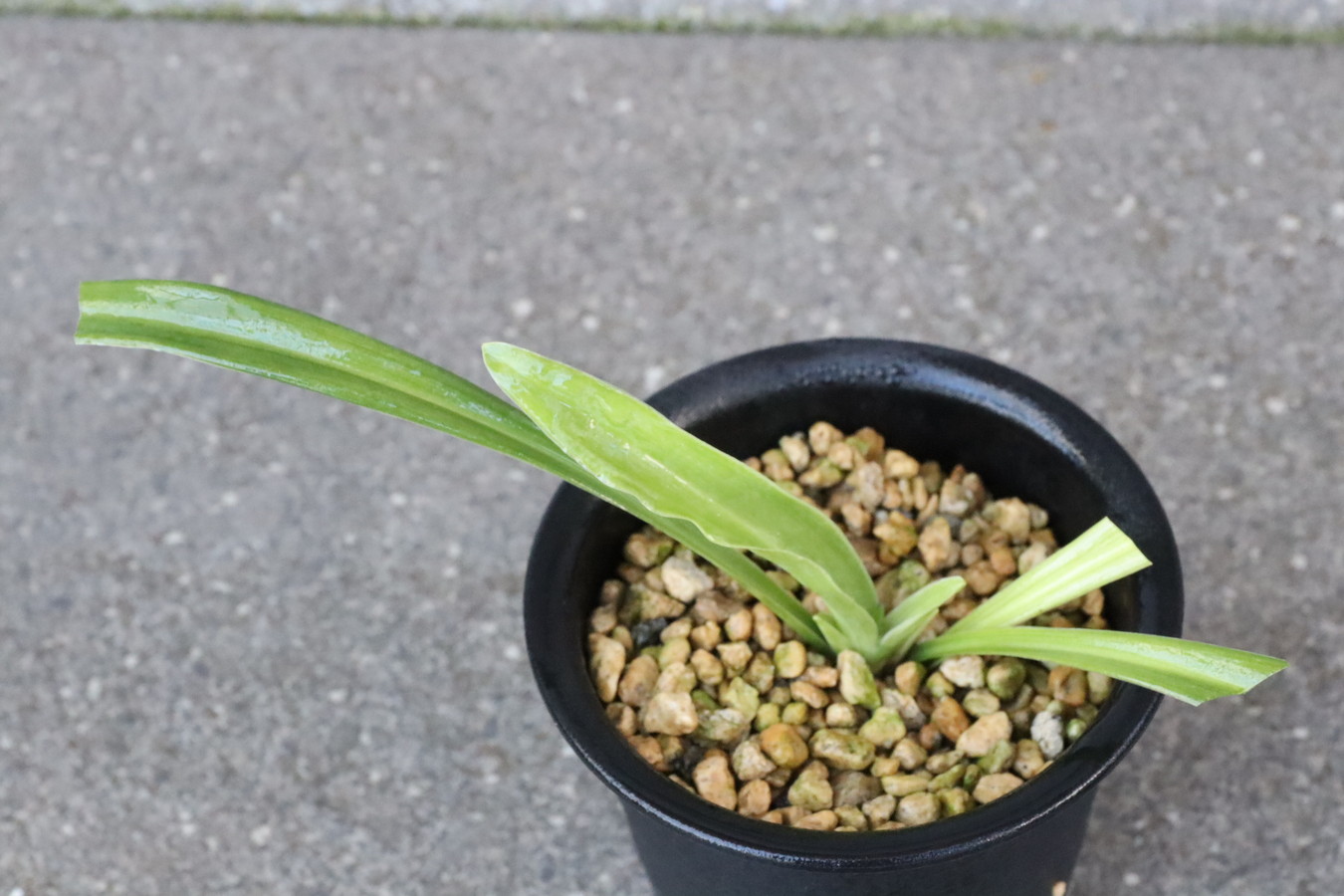 6523,黄金実生　【はきずはきれ非常に多い大特価！】※春から秋は生長期なので姿は変わっていきます