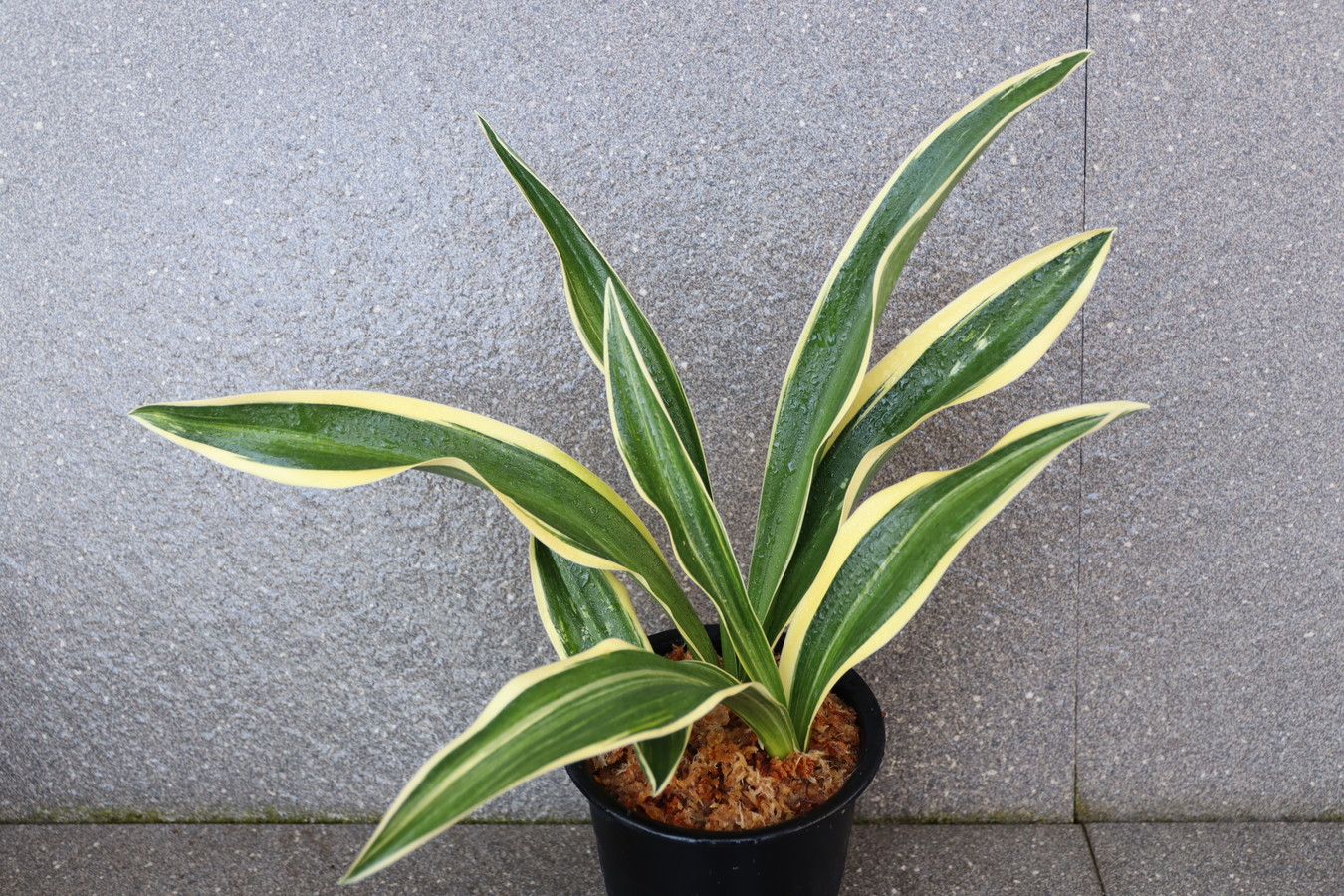 5688,整理品BC級品　秋津宝(あきつほう)　秋津島の図(あきつしまのず)　【はきずはきれ大特価】※春から秋は生長期なので姿は変わっていきます