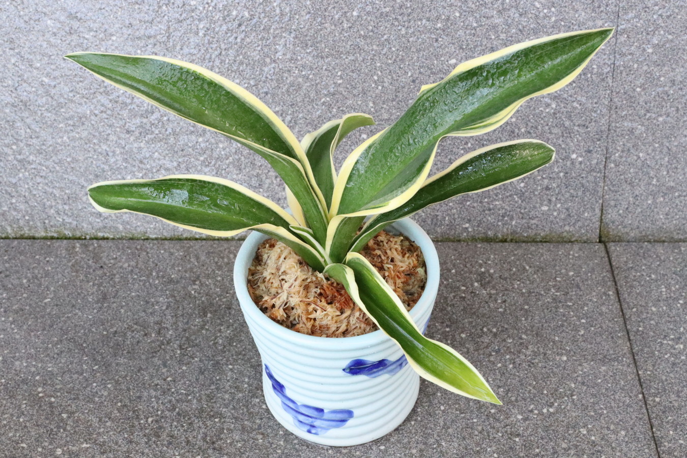 7142,開運萬年青　【はきずはきれとても多い大特価！】※春から秋は生長期なので姿は変わっていきます