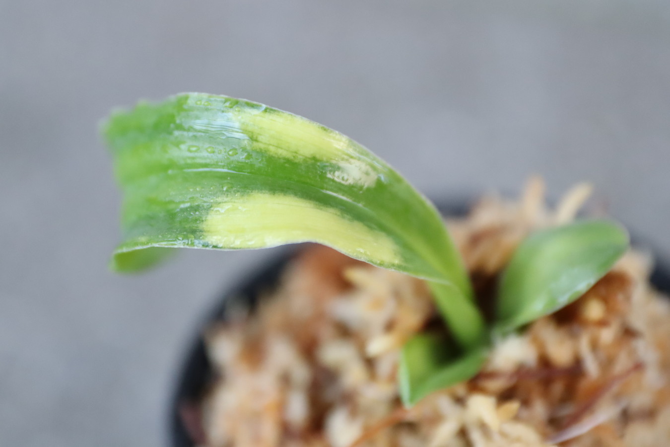 6107,聖天の舞(せいてんのまい)　獅子　虎美しい　【はきずはきれ多い大特価】※春から秋は生長期なので姿は変わっていきます　sov