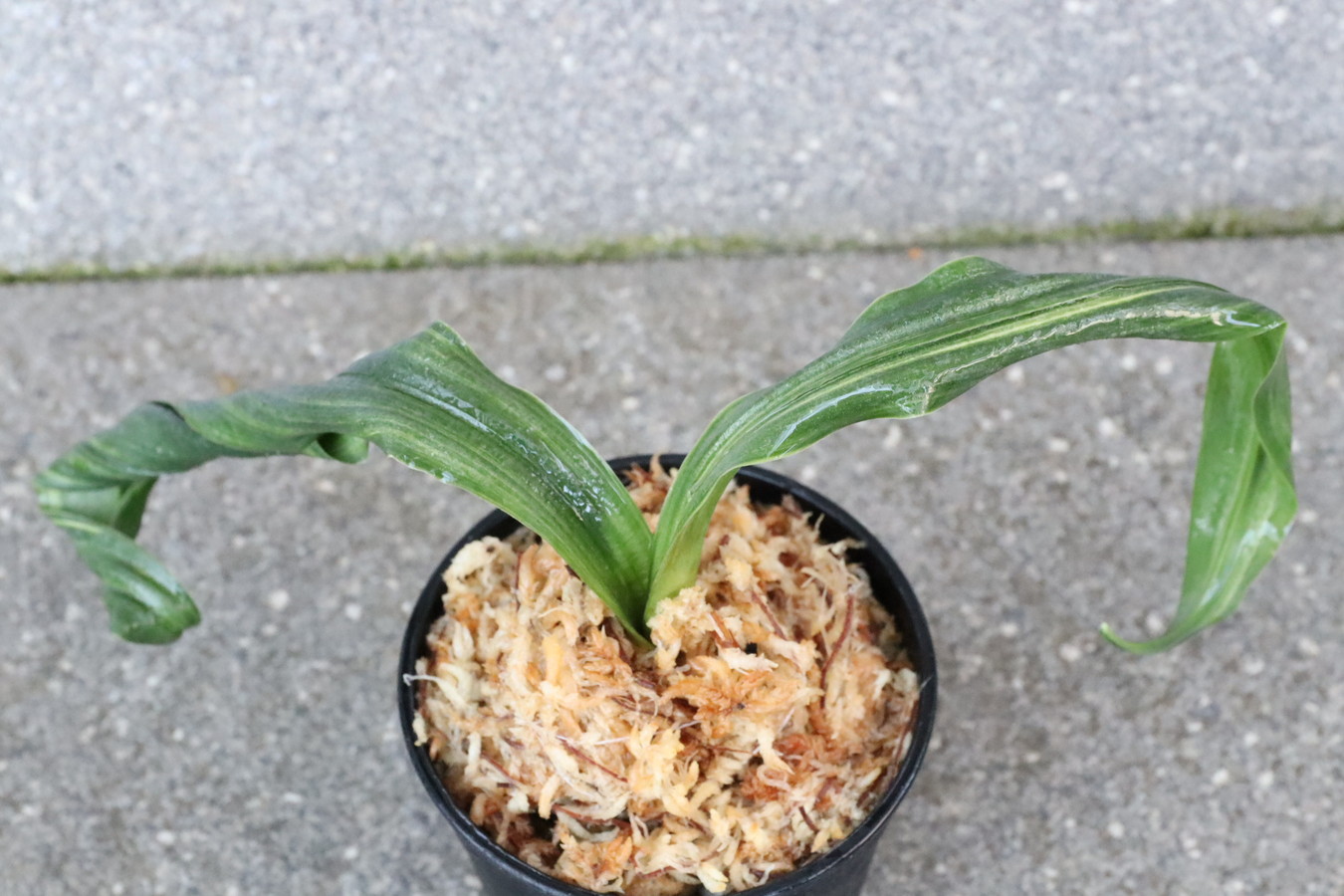 6463,鶴の舞(つるのまい)　こうとめ最上縞！【はきずはきれ多い特価！】　※春から秋は生長期なので姿は変わっていきます