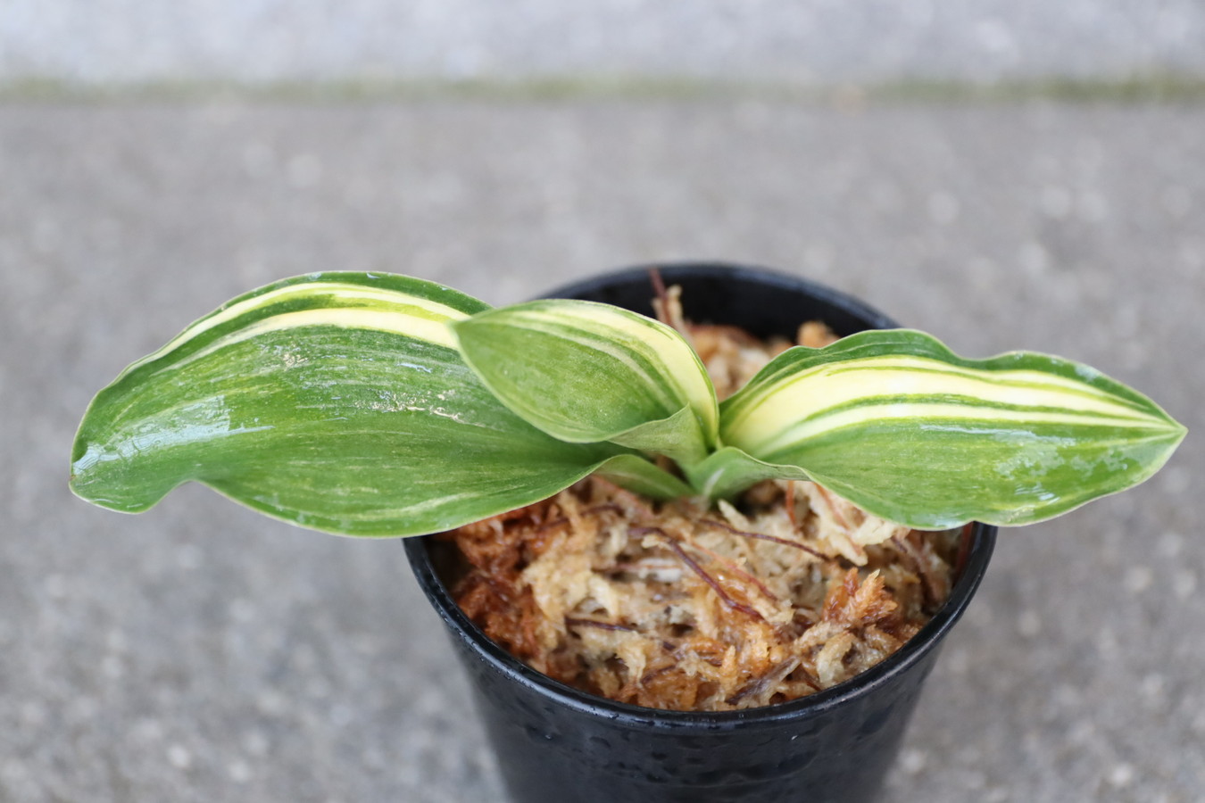 7160,大棚整理品BC級品　錦麒麟×豊大宝　数不明　縞非常に良い！実生は万年青の天下が取れる！【はきずはきれ多い大特価】※春から秋は生長期なので姿は変わっていきます