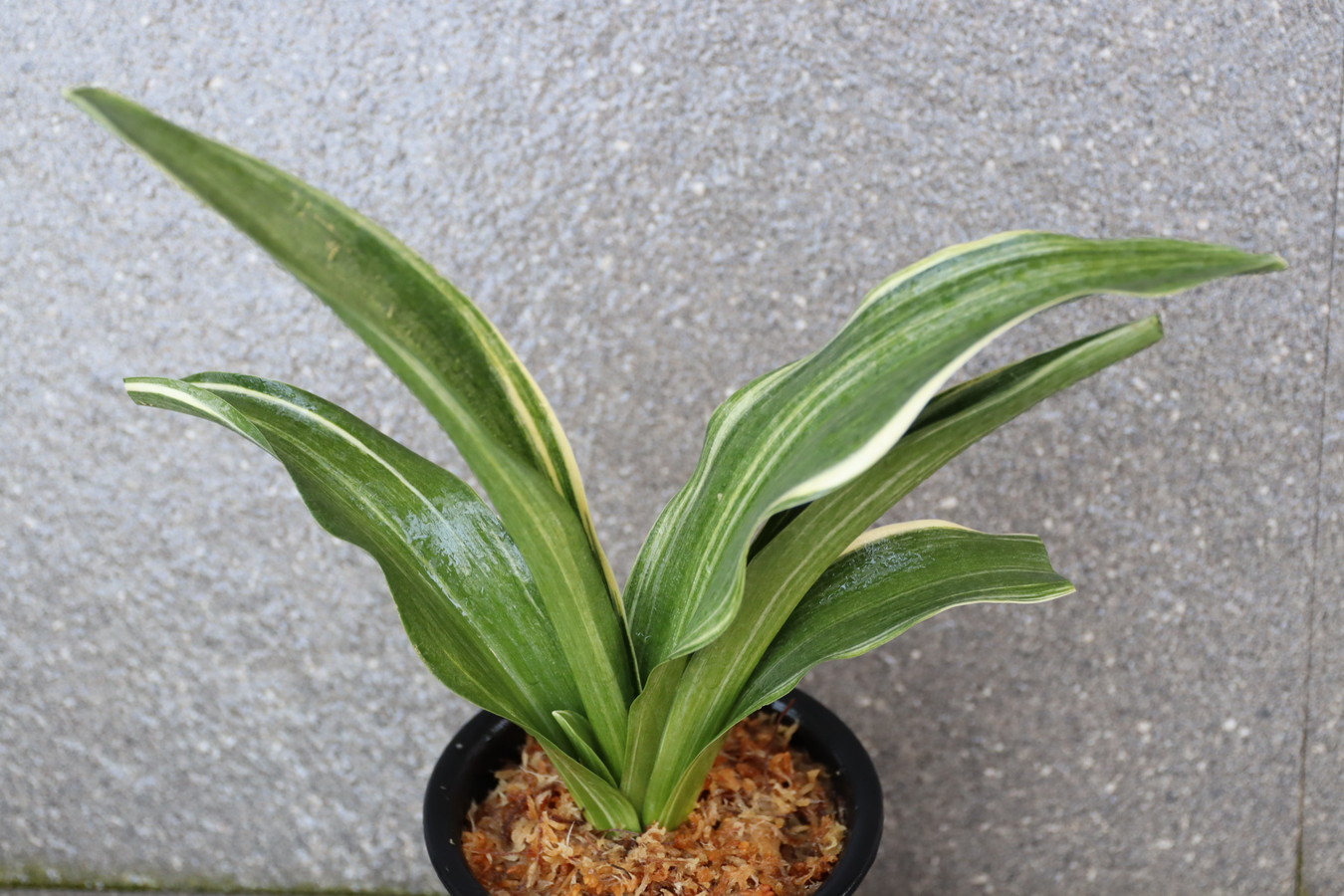 7173,BC級品整理品　三宝　上縞！♂♀最上！　実親は万年青の天下がとれる【はきずはきれ非常に多い特価！】※春から秋は生長期なので姿は変わっていきます