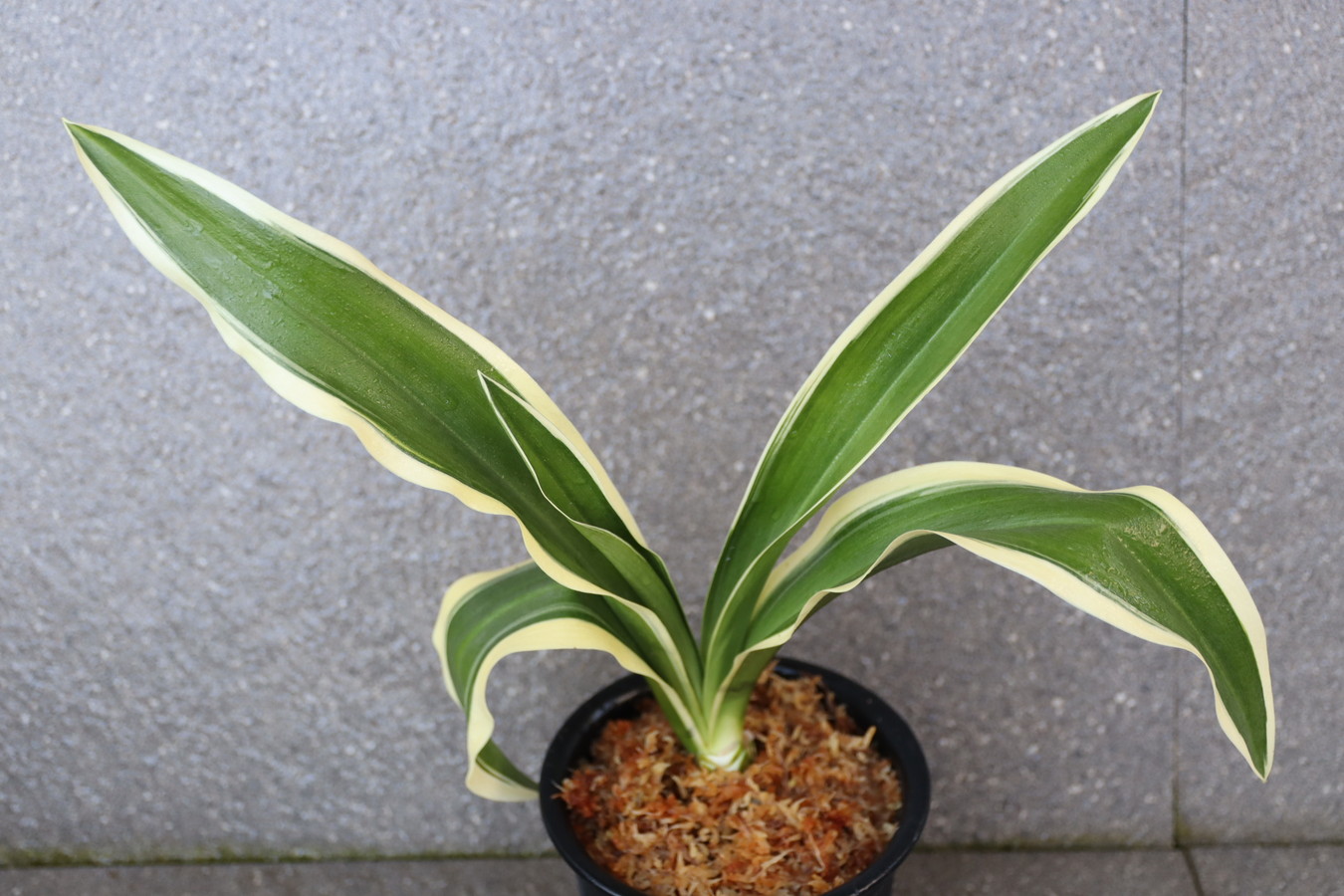 8428,BC級品整理品　高麗殿の図(こうらいでんのず)　図ぬけ？　【はきずはきれ大特価！】※春から秋は生長期なので姿は変わっていきます