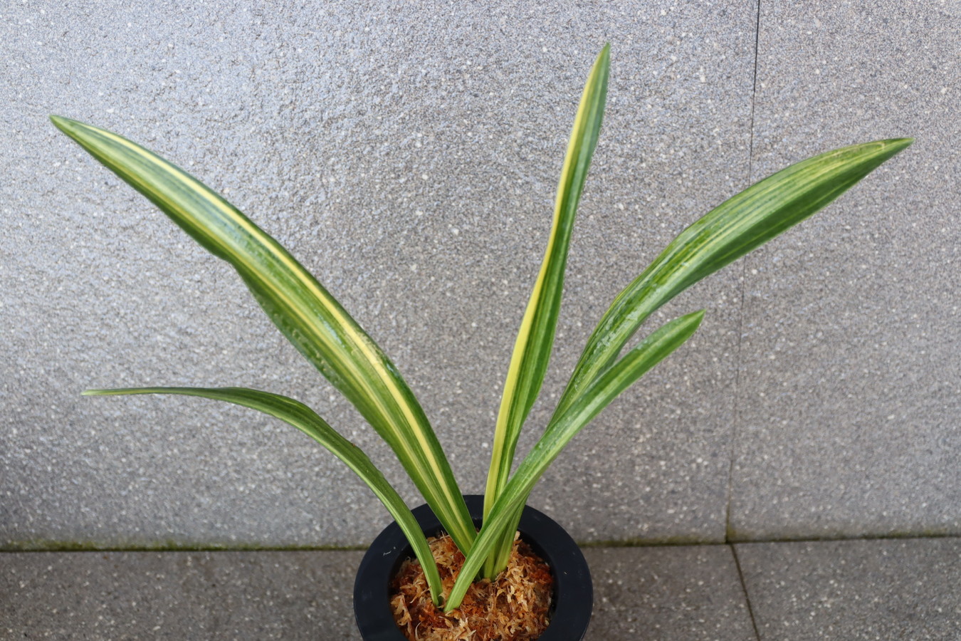 7162,BC級品整理品　出世×V　特上縞！　実親は万年青の天下がとれる【はきずはきれ特価！】　※春から秋は生長期なので姿は変わっていきます