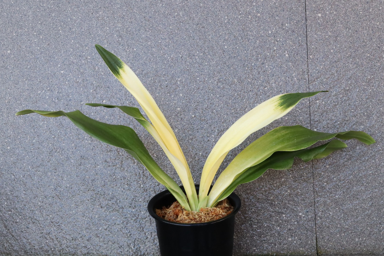 8663,吾平の光(あいらのひかり)　曙特上！　【はきずはきれ非常に多い大特価！】※春から秋は生長期なので姿は変わっていきます