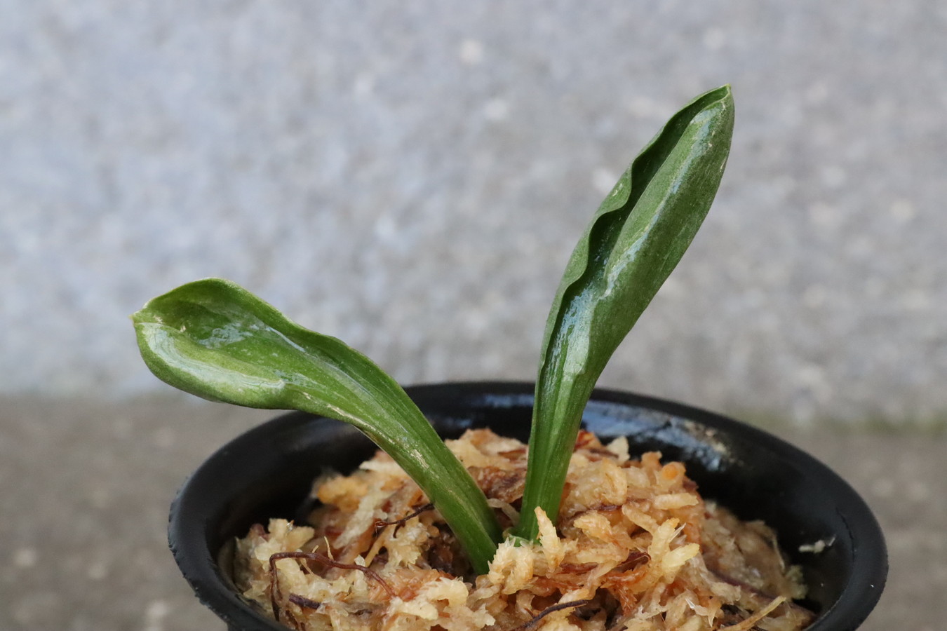 7182,羅紗実生？　1本物　珍貴　【はきずはきれ多い大特価！】　※春から秋は生長期なので姿は変わっていきます