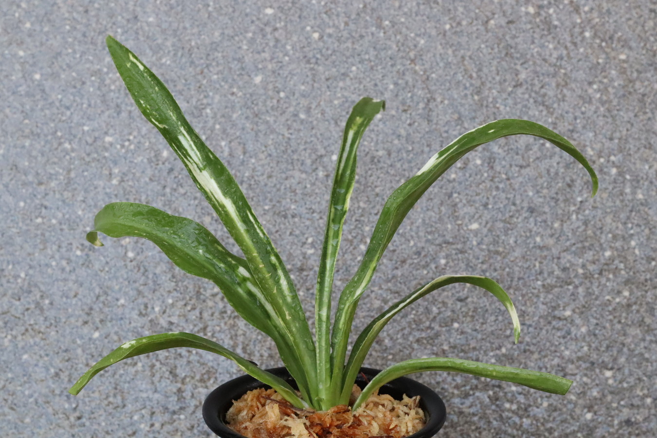 6002,江戸　水菜虎　【はきずはきれ非常に多い大特価】白牡丹(はくぼたん)※春から秋は生長期なので姿は変わっていきます