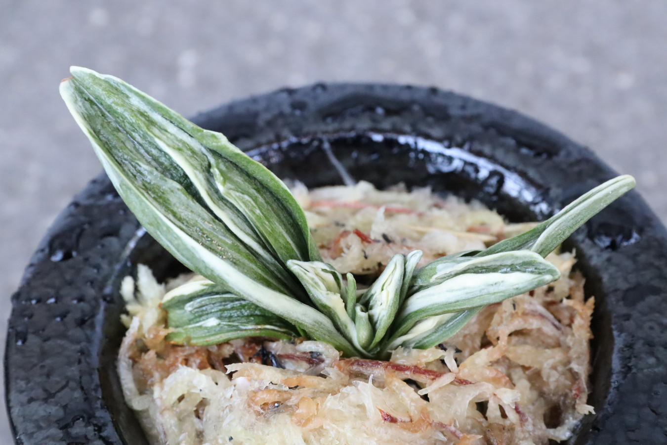 8039,整理品特価！鸞山(らんざん)　特上系統　芸強い　【頭木根少ない特価！はきずはきれ多い大特価！】※春から秋は生長期なので姿は変わっていきます