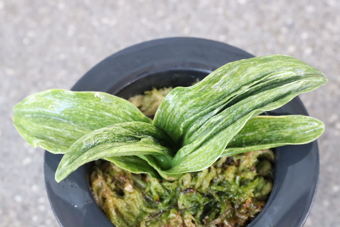 6587,八鳳山(はっぽうさん)　【はきずはきれ多い大特価！】　※春から秋は生長期なので姿は変わっていきます