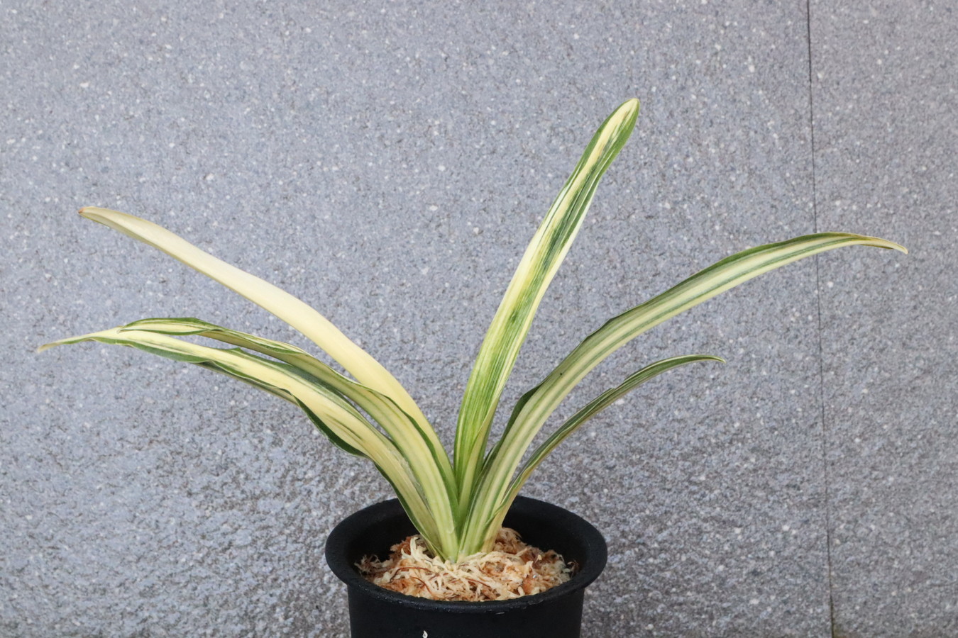 6648,BC級品整理品　縞甲竜　実親は万年青の天下がとれる【はきずはきれ特価！】　※春から秋は生長期なので姿は変わっていきます