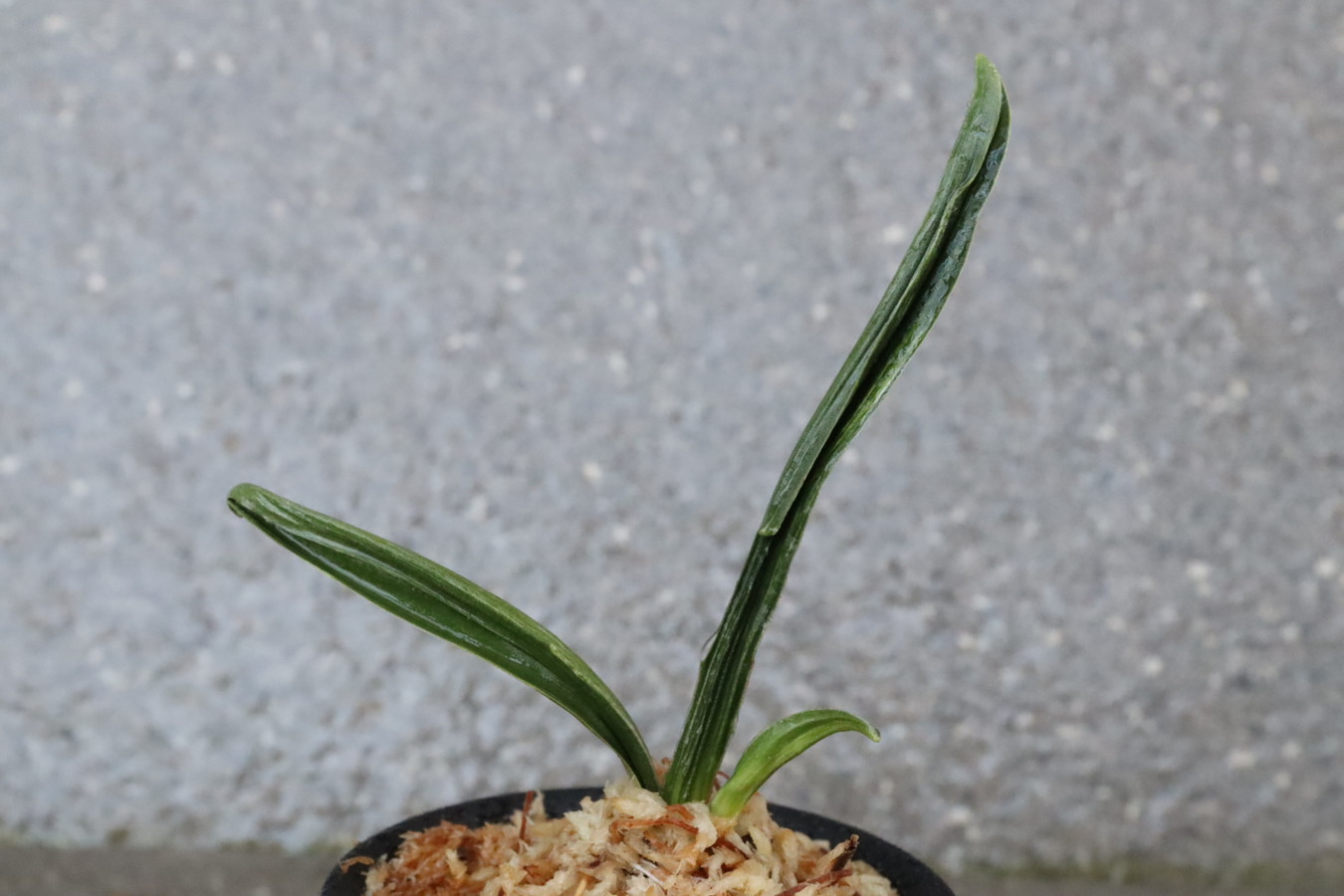 6728,雷(いかづち)　2024新登録特価！薄縞？青？覆輪出た系統　小天狗【はきずはきれ多い大特価！】※春から秋は生長期なので姿は変わっていきます