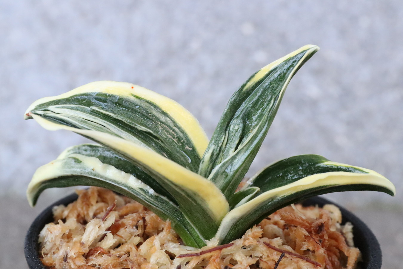 7165,博堂(はくどう)　希少種　丸葉の力和の次を狙える！！？？　【はきずはきれ多い大特価】※春から秋は生長期なので姿は変わっていきます