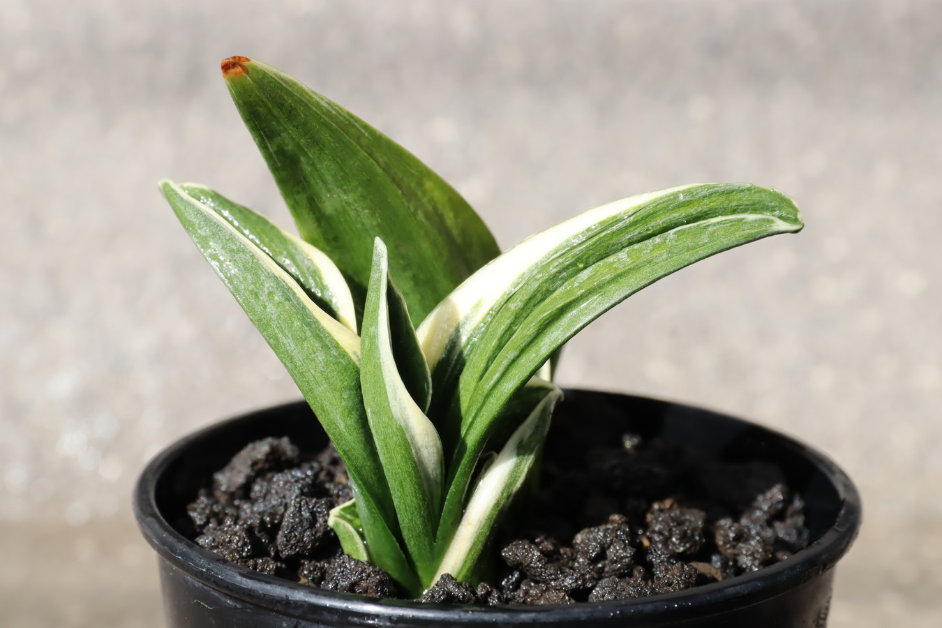 8130,翠峰(すいほう)　超希少種　【はきずはきれ大特価】※春から秋は生長期なので姿は変わっていきます