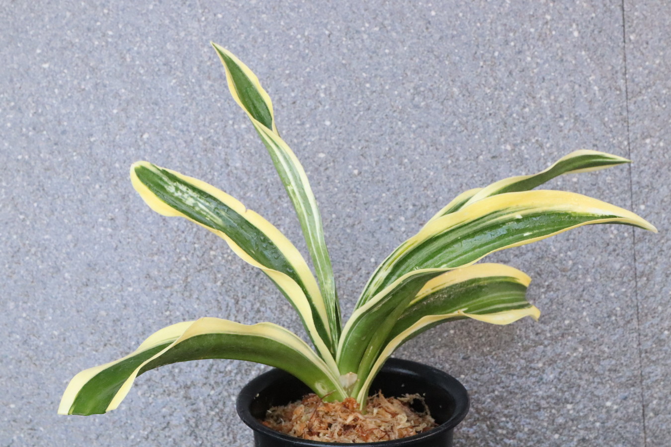 5610,BC級品整理品　太陽殿の図(たいようでんのず)　【はきずはきれ特価！】※春から秋は生長期なので姿は変わっていきます