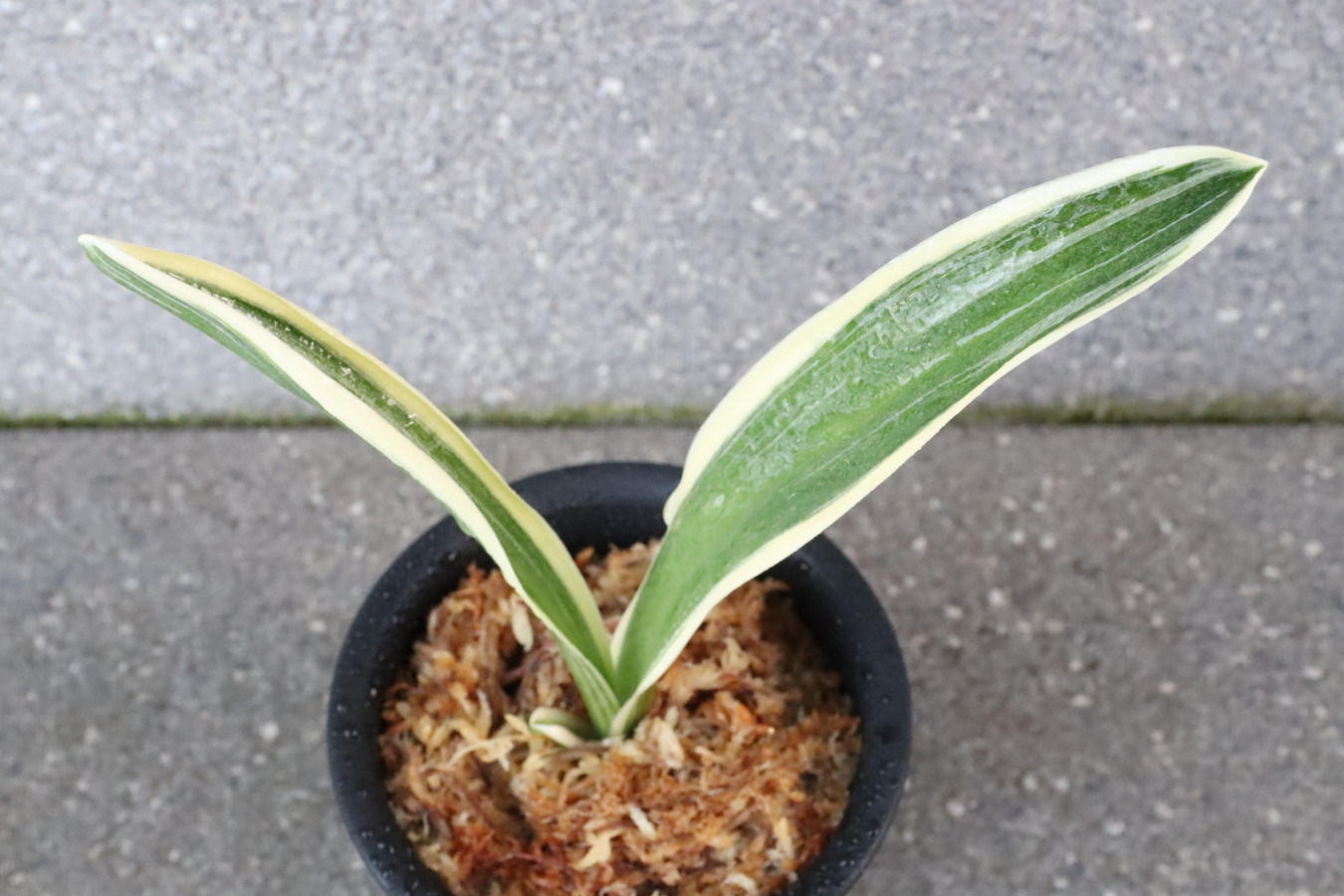 7166,羅生門(らしょうもん)　元・羅生門の虎(らしょうもんのとら)　大葉羅紗希少種　【はきずはきれ大特価！】※春から秋は生長期なので姿は変わっていきます