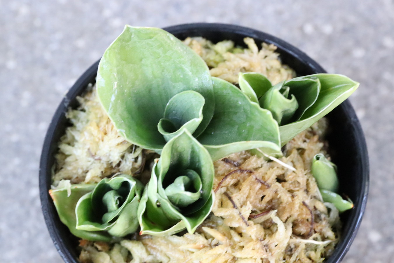 7167,江戸　福包(ふくづつみ)　【はきずはきれ多い大特価！】※春から秋は生長期なので姿は変わっていきます