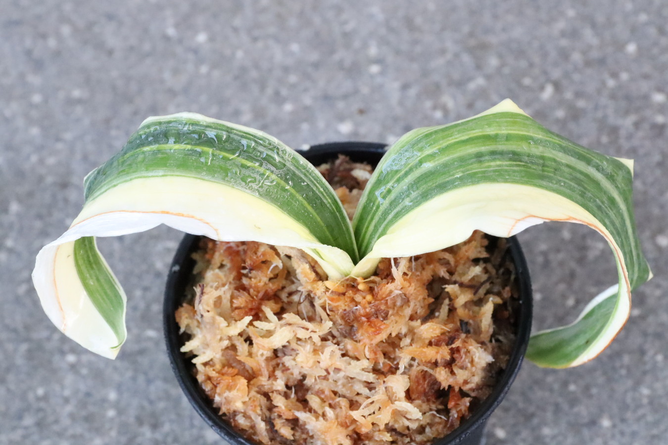 6825,斉藤獅子(さいとうじし)　縞美しい　羅紗の実親として非常に優秀　【はきずはきれ非常に多い大特価】※春から秋は生長期なので姿は変わっていきます　sov