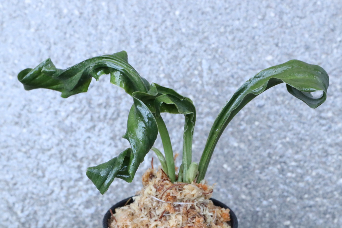 7174,聖天の舞×笑福獅子　数本物？　【はきずはきれ多い大特価】※春から秋は生長期なので姿は変わっていきます