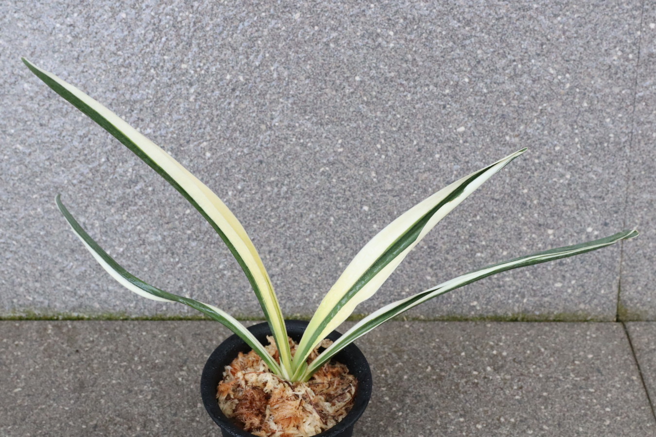 6741,天朝鶴(てんちょうかく)　美麗超希少種 【はきずはきれ多い大特価！】※春から秋は生長期なので姿は変わっていきます