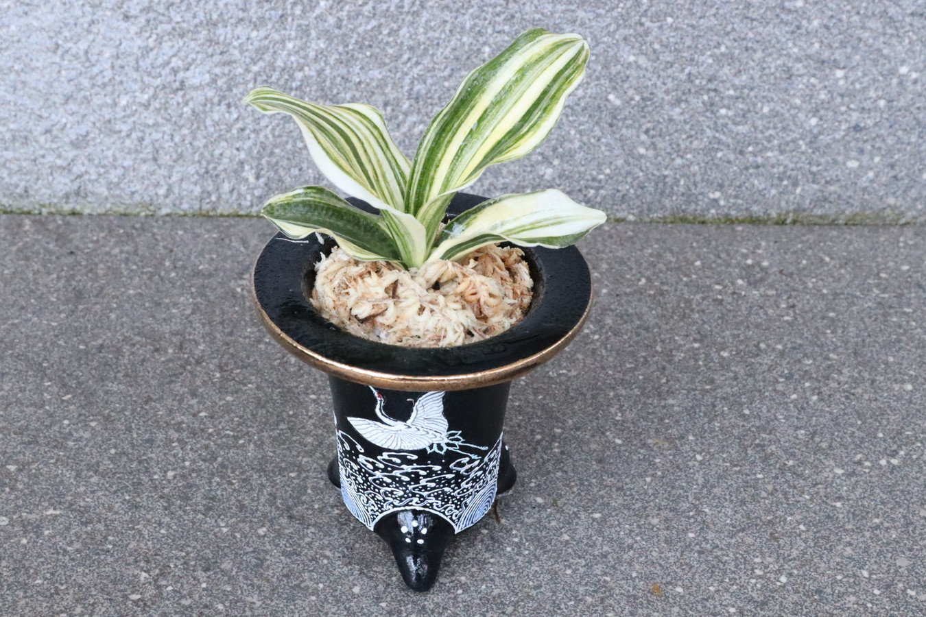 7181,【長寿、円満を願う波に鶴】出世実生(しゅっせみしよう)　 【はきずはきれ非常に多い大特価】※春から秋は生長期なので姿は変わっていきます