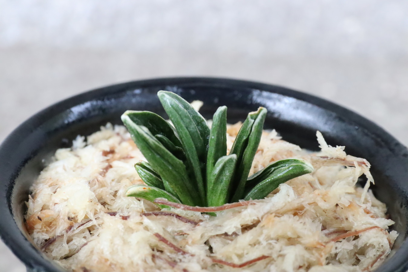 6955,小波(さざなみ)　芸特に良し　【はきずはきれ大特価！】※春から秋は生長期なので姿は変わっていきます