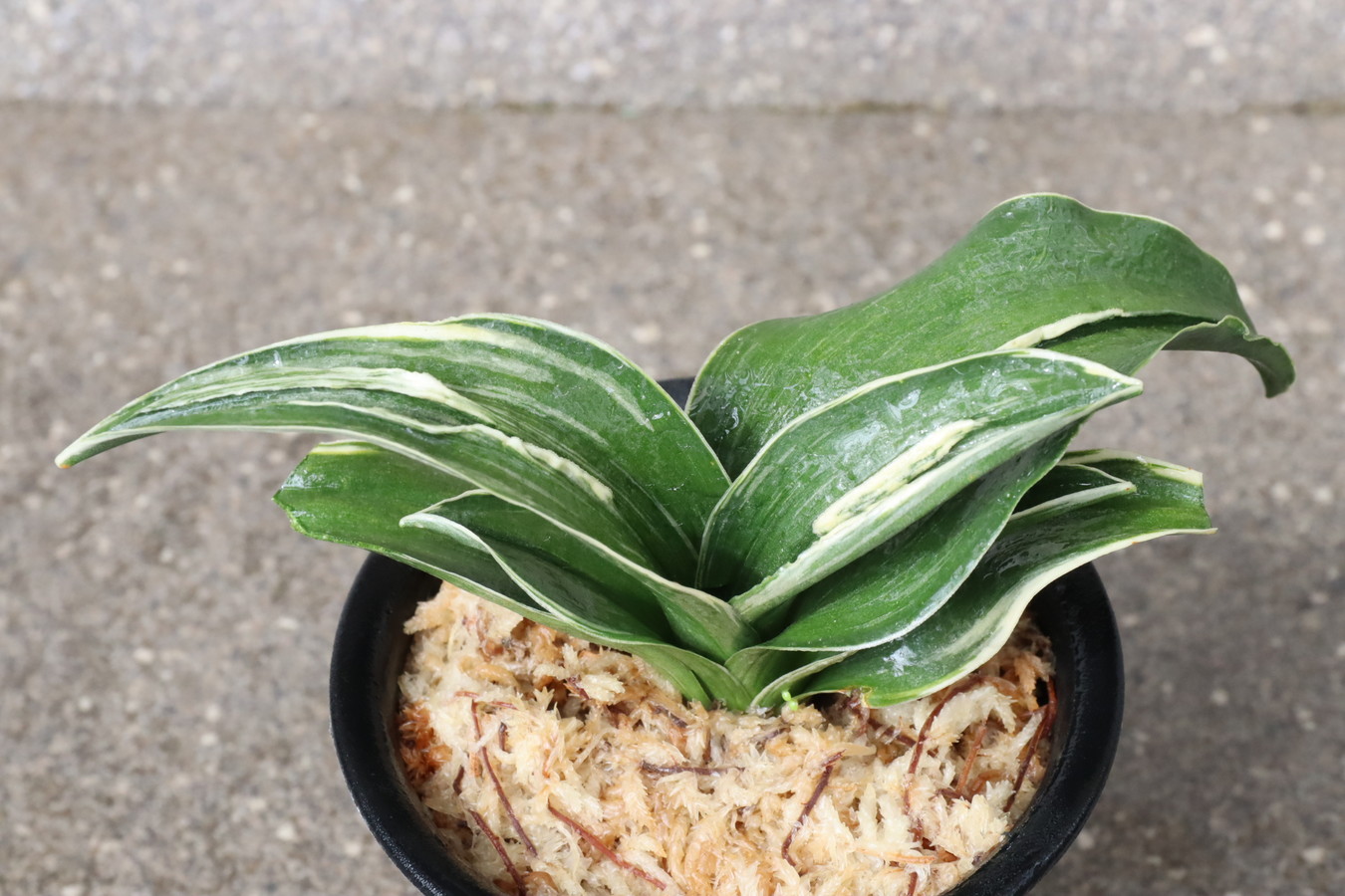 6664,華宝(かほう)　葉巾最上！　【はきずはきれ大特価！】※春から秋は生長期なので姿は変わっていきます