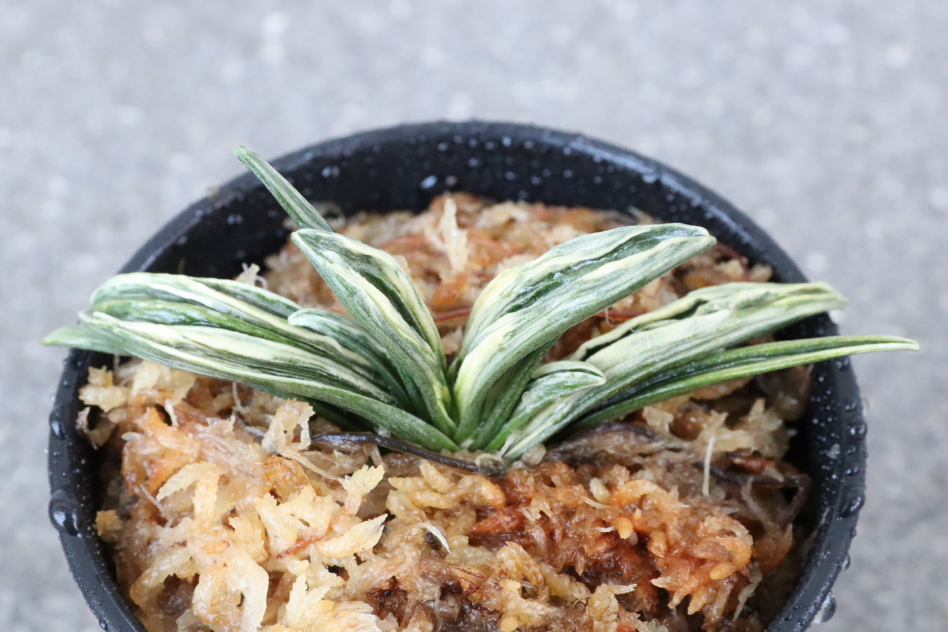 8065,整理品BC級品　瑞泉縞覆輪　瑞泉の縞　現場覆輪か？？　【はきずはきれ多い大特価】※春から秋は生長期なので姿は変わっていきます