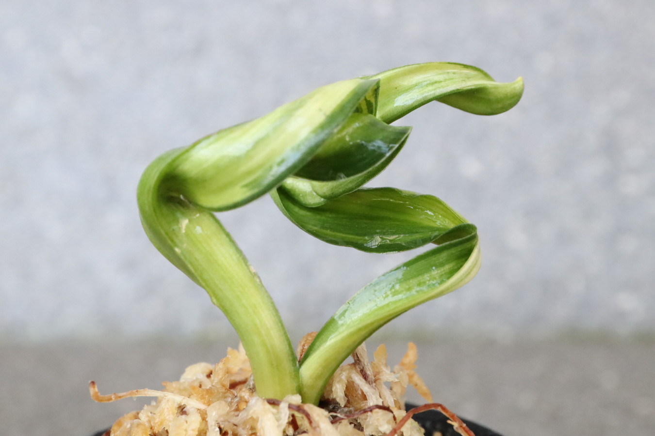 6715,鶴の舞(つるのまい)　特上縞！覆輪狙える！？？　【根少ない特価！はきずはきれ大特価！】※春から秋は生長期なので姿は変わっていきます