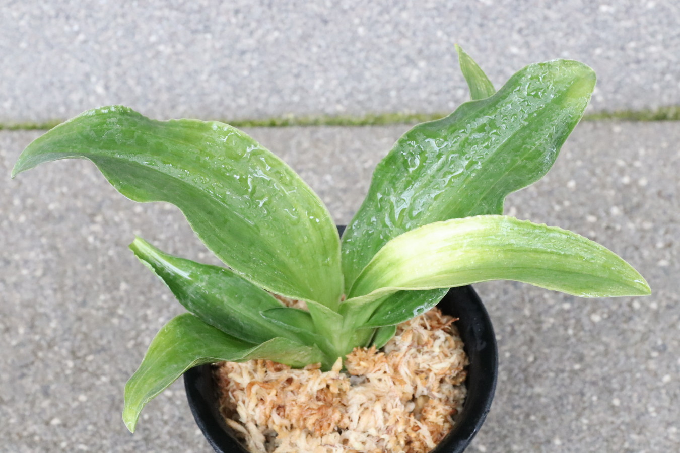 6172,福の光(ふくのひかり)　【NHK趣味の園芸放映記念！】【はきずはきれとても多い大特価！】※春から秋は生長期なので姿は変わっていきます