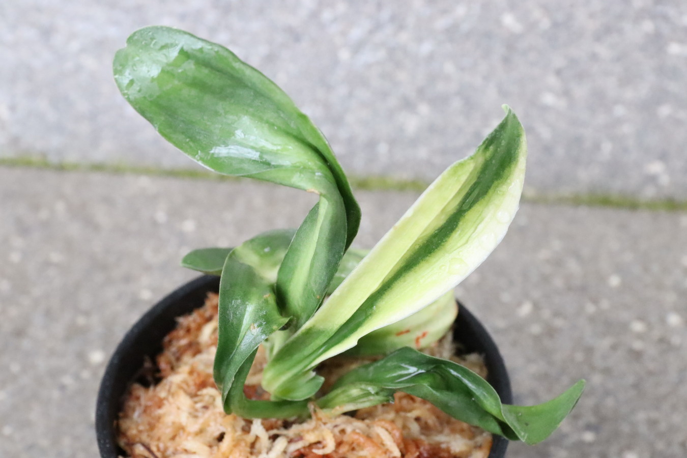 7196,聖天の舞(せいてんのまい)　獅子　虎美しい　化け？　【はきずはきれ多い大特価】※春から秋は生長期なので姿は変わっていきます