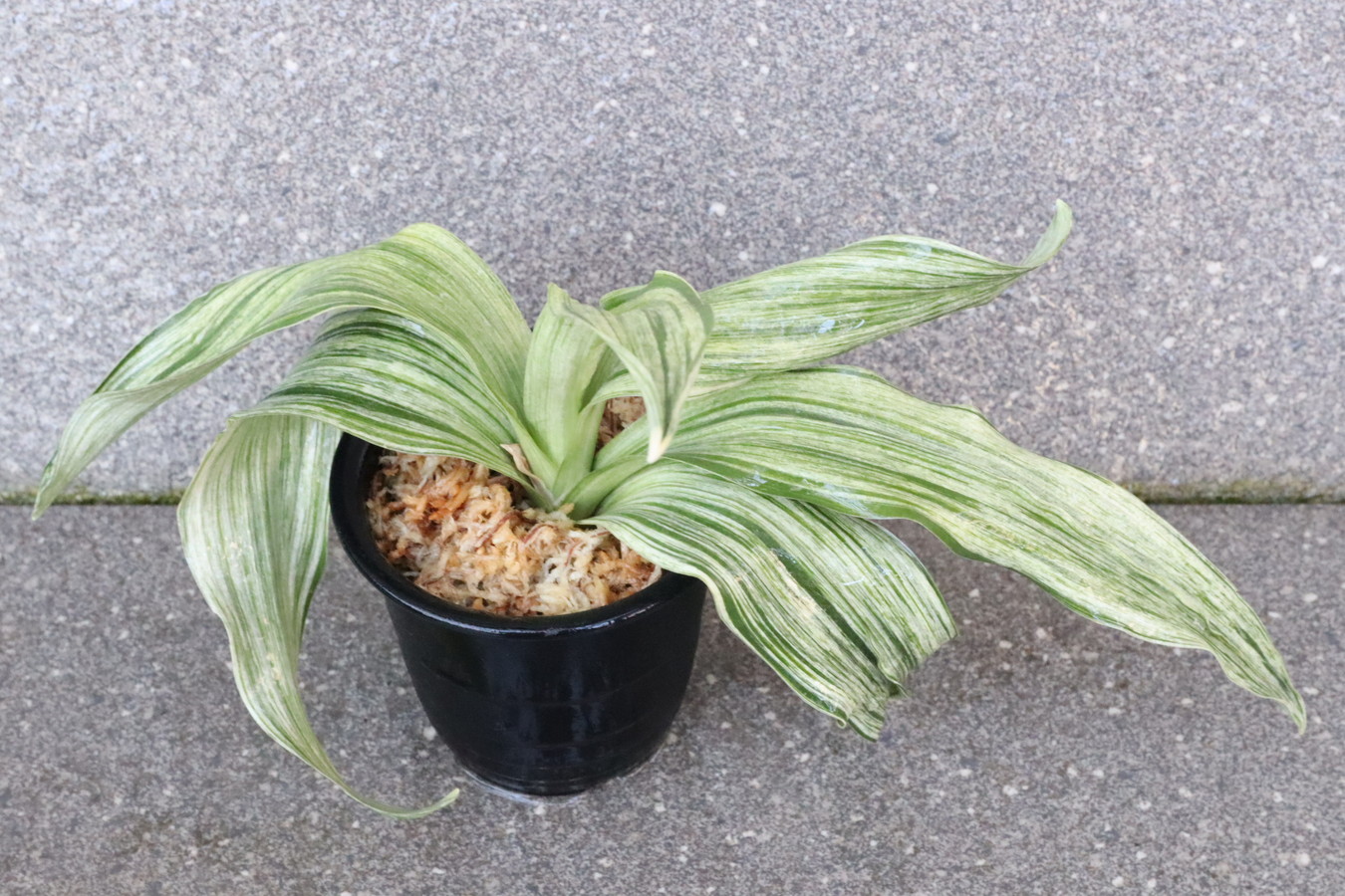 5325,整理品　千代田実生　数不明　【根少ない特価！はきずはきれとても多い大特価】※春から秋は生長期なので姿は変わっていきます