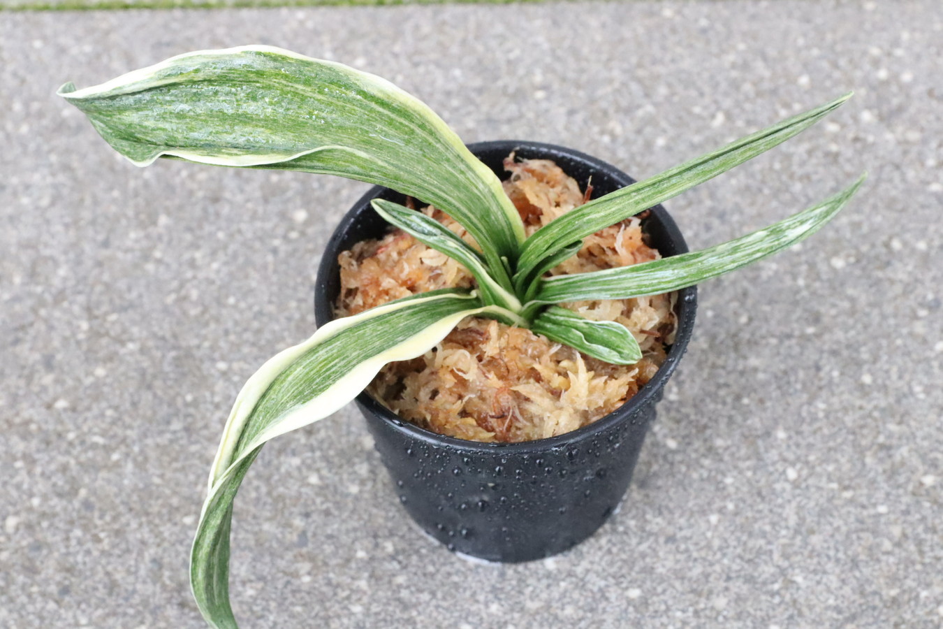 7202,BC級品整理品　春鳳(しゅんぽう)　超希少種胡麻羅紗　覆輪最上！　【はきずはきれ多い大特価！】※春から秋は生長期なので姿は変わっていきます