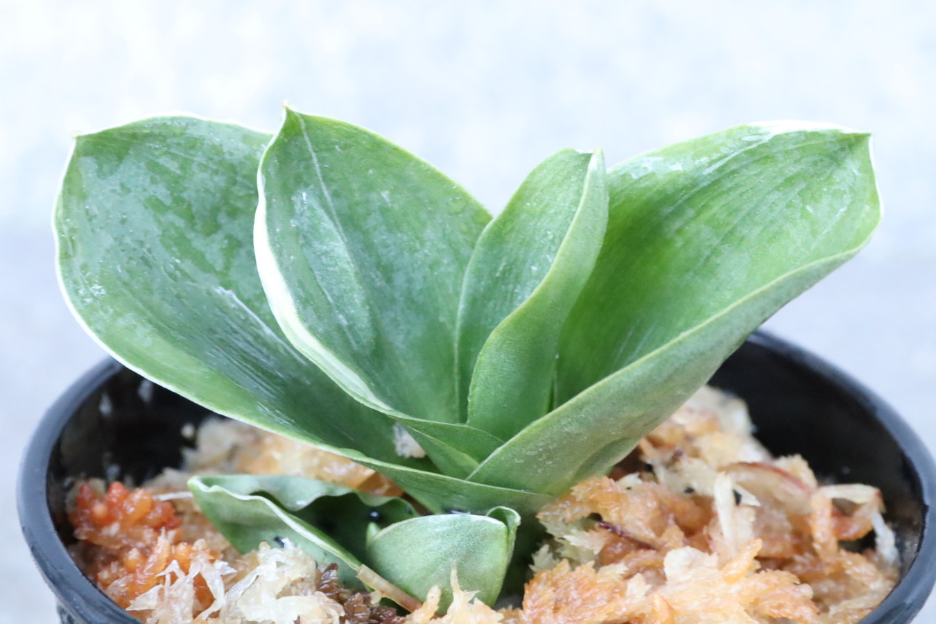 5882,江戸　福包(ふくづつみ)　この棒縞が定着すれば、、！【整理品根少ない特価！はきずはきれとても多い大特価！】※春から秋は生長期なので姿は変わっていきます