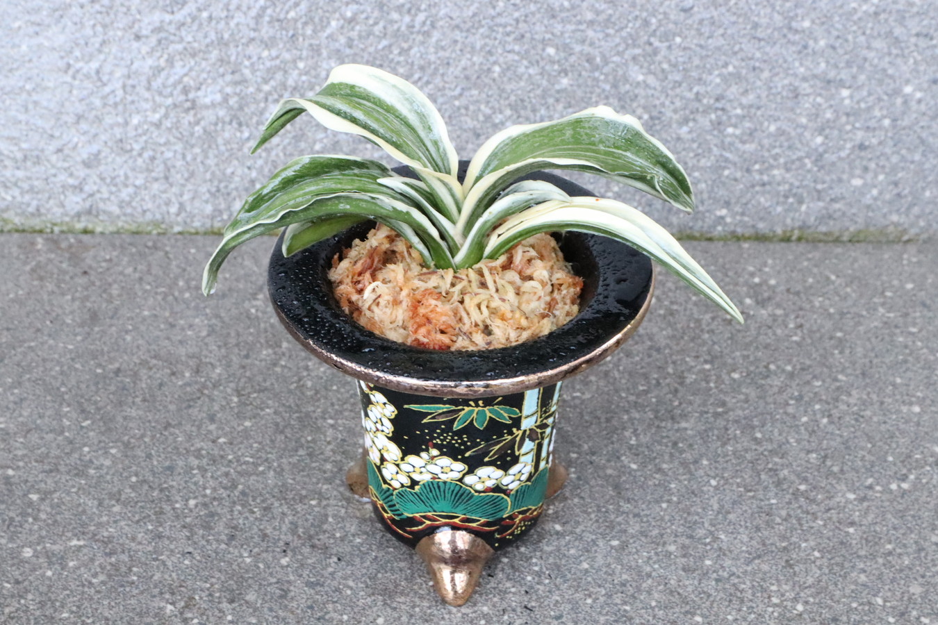 7203,大八州(おおやしま)　【縁起よい松竹梅鉢】広葉羅紗の大将！？【はきずはきれ多い大特価】※春から秋は生長期なので姿は変わっていきます