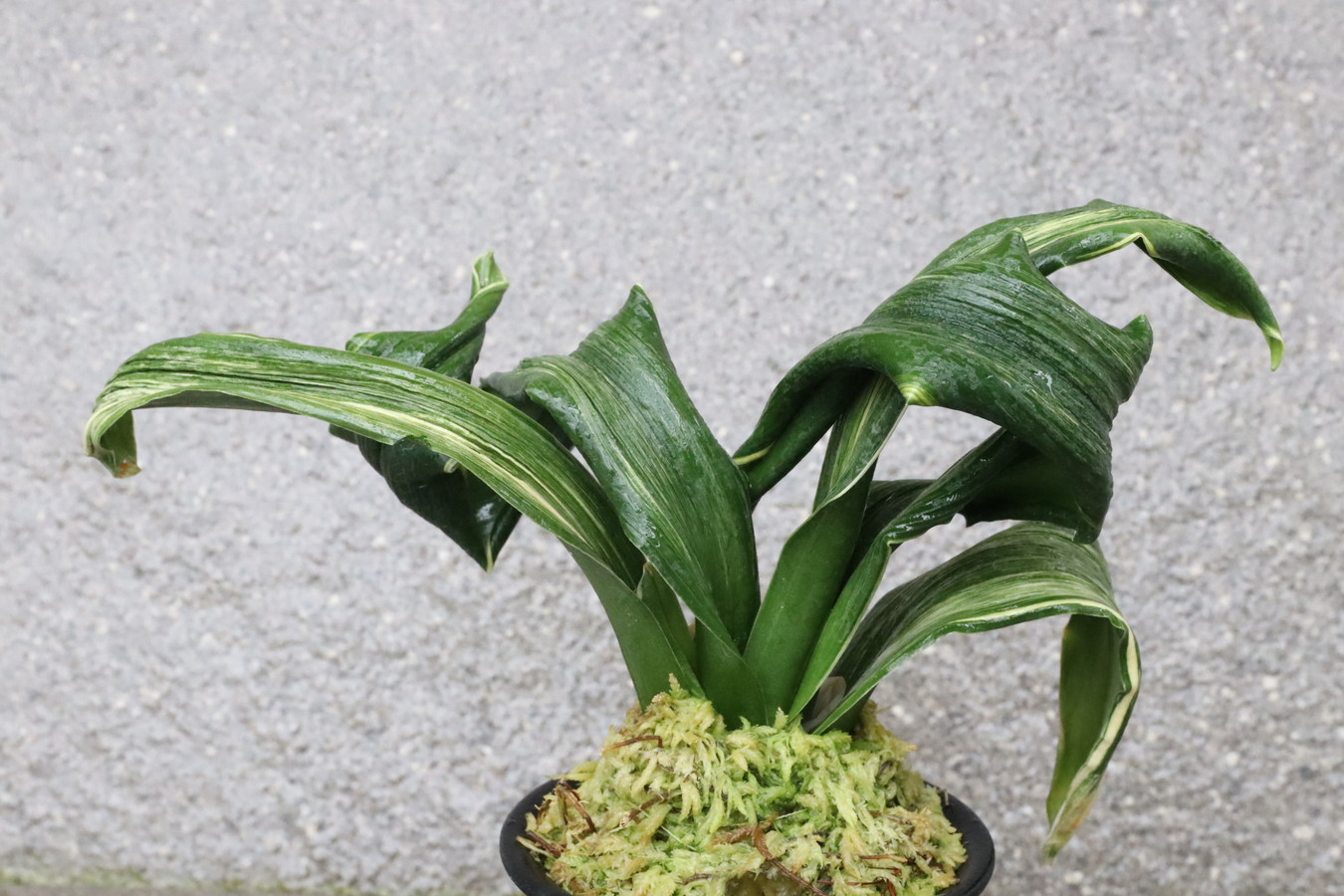 6305,月光丸(げっこうまる)　【新登録！】【はきずはきれとても多い大特価！！！】※春から秋は生長期なので姿は変わっていきます