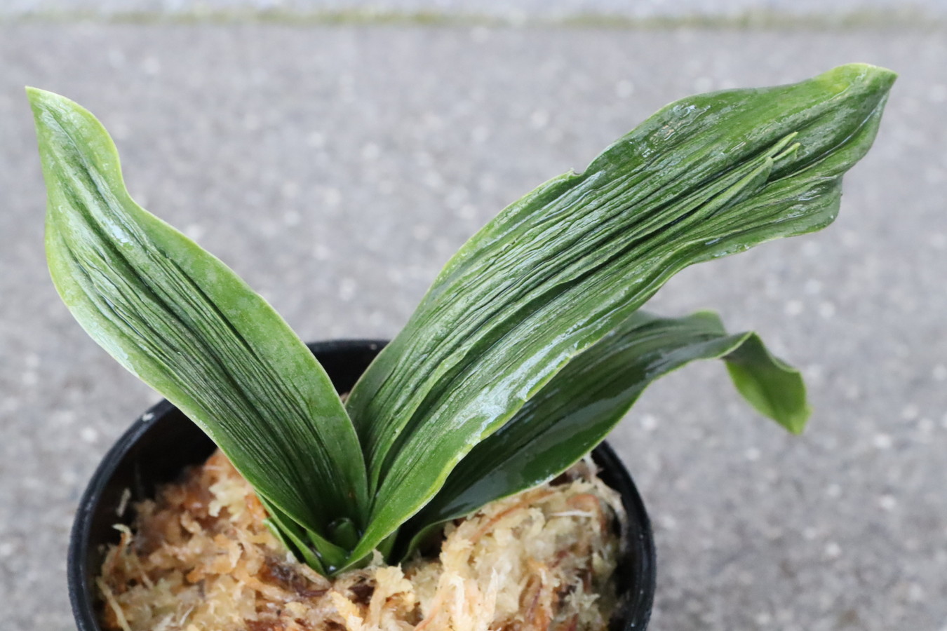 7211,整理品BC級品　太陽実生　数不明　【はきずはきれ大特価！】※春から秋は生長期なので姿は変わっていきます