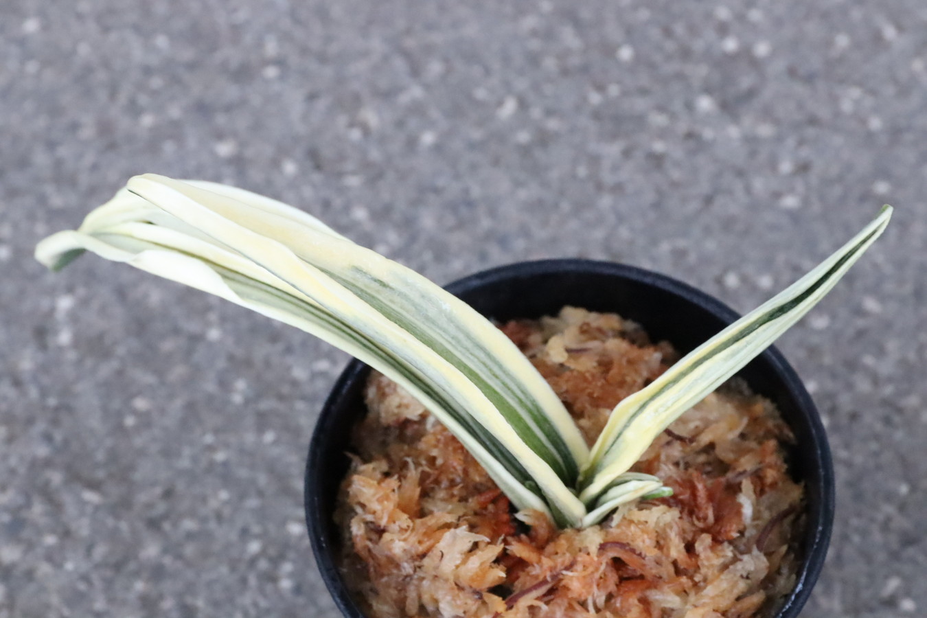 8127,和光錦(わこうにしき)　芸素晴らしい！【根少ない老木特価！はきずはきれ大特価】　※春から秋は生長期なので姿は変わっていきます