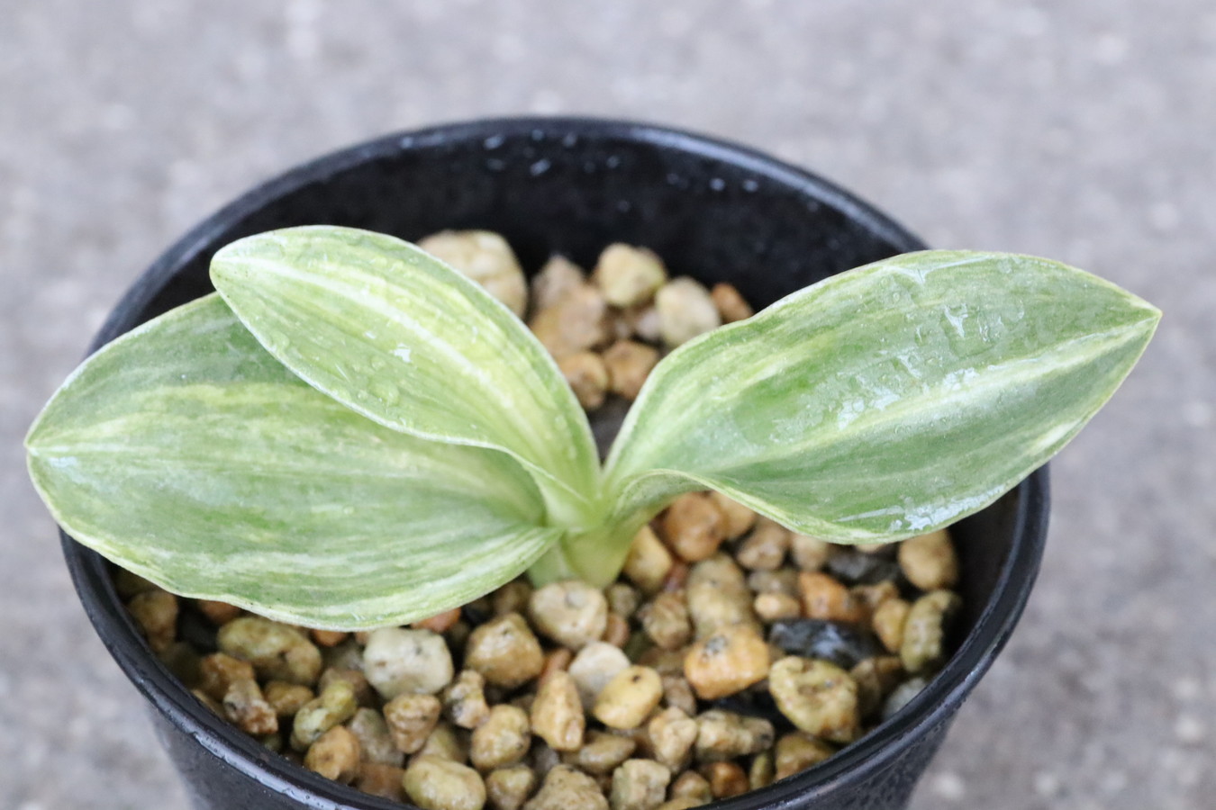 7208,羅紗実生？　1本物　縞最上！羅紗でない？どうなるかわからないのが面白い　【はきずはきれ大特価！】　※春から秋は生長期なので姿は変わっていきます