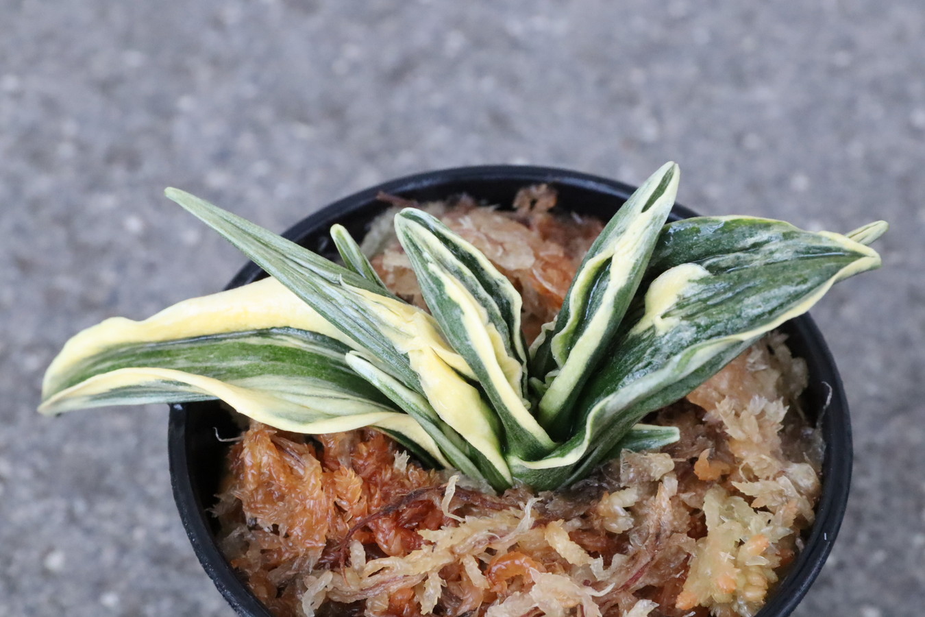 7280,瑞泉(ずいせん)根変わり？特級　芸特上！鸞山超える？？！　元縞覆輪、現場深覆輪？　【はきずはきれ多い大特価！】※春から秋は生長期なので姿は変わっていきます