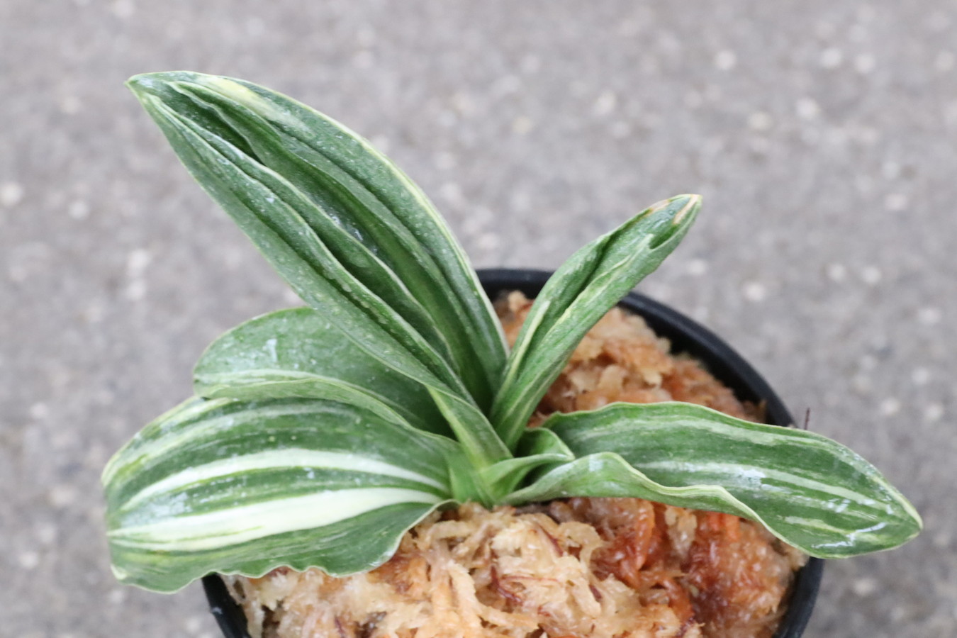 6967,鹿×A　1本物？　芸一気に良くなった　【はきずはきれ多い大特価！】※春から秋は生長期なので姿は変わっていきます　sov