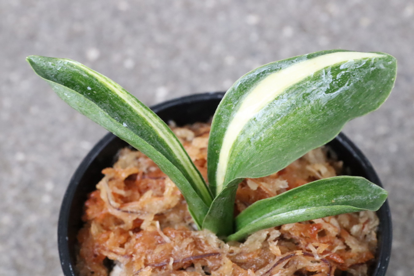 7246,美好×BC11　1本物　葉巾広く正統派！次の芸非常に楽しみ！【はきずはきれ多い大特価！】※春から秋は生長期なので姿は変わっていきます