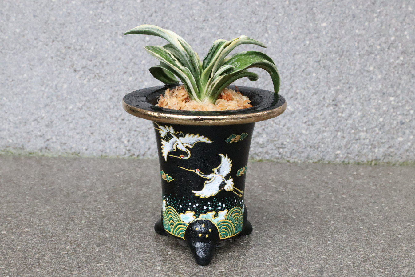 7059,【開運萬年青・長命・長寿を願う鶴】　諏訪錦(すわにしき)　【はきずはきれ多い大特価！】※春から秋は生長期なので姿は変わっていきます