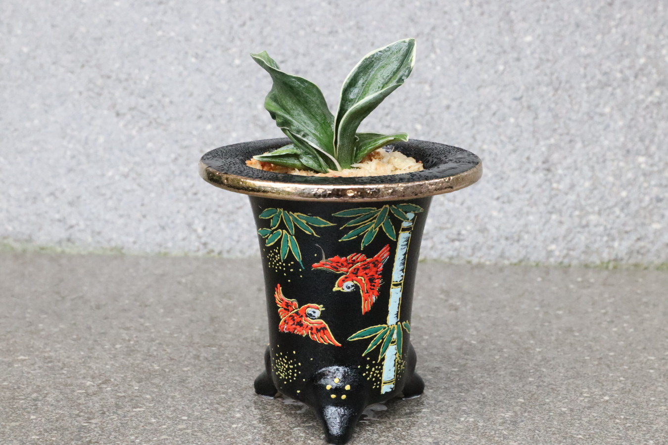 5391,【竹に雀 福を呼ぶ吉祥の意匠】　お多福(おたふく)　【はきずはきれ多い特価！！】※春から秋は生長期なので姿は変わっていきます