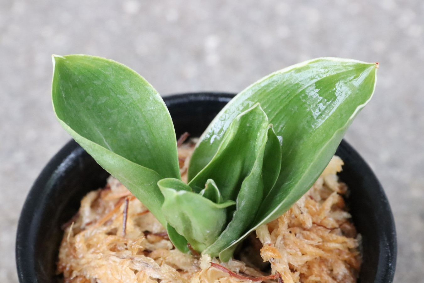 6908,江戸　福包(ふくづつみ)　【根少ない整理品特価！はきずはきれとても多い大特価！】※春から秋は生長期なので姿は変わっていきます