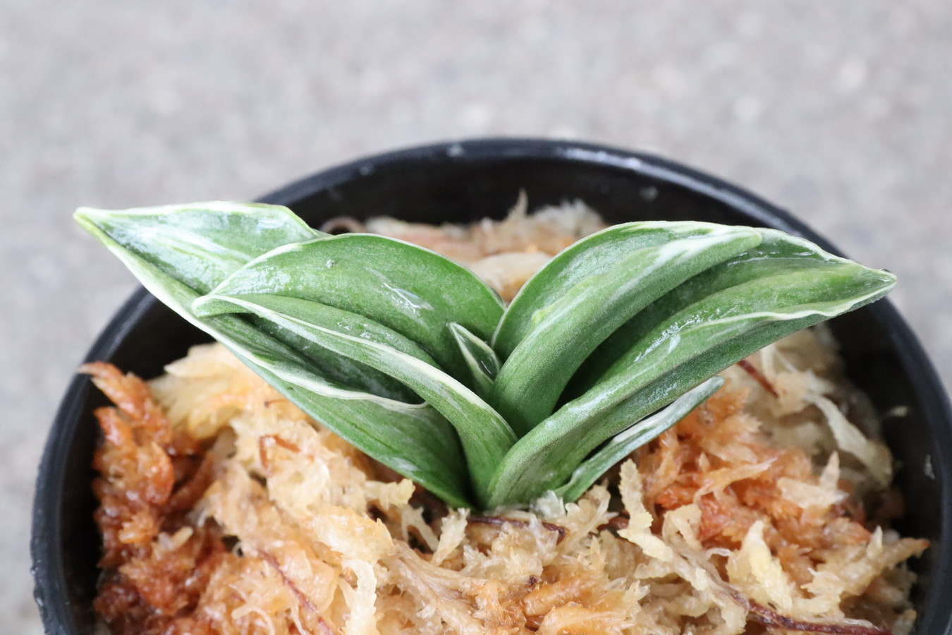 5353,雲鶴(うんかく)　【はきずはきれ多い大特価！！！】※春から秋は生長期なので姿は変わっていきます